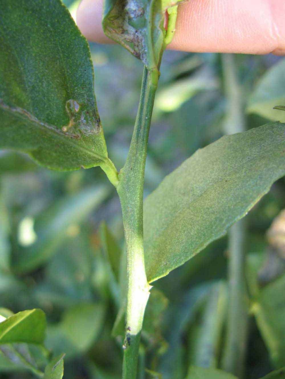            First year twig (Winter Haven, FL)   